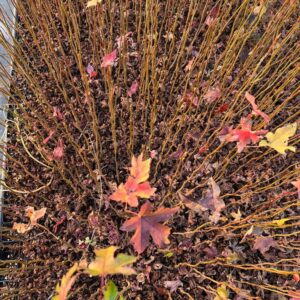 Liquidambar