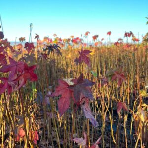 Liquidambar