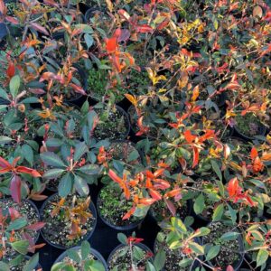 Photinia