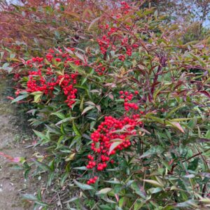 Nandina